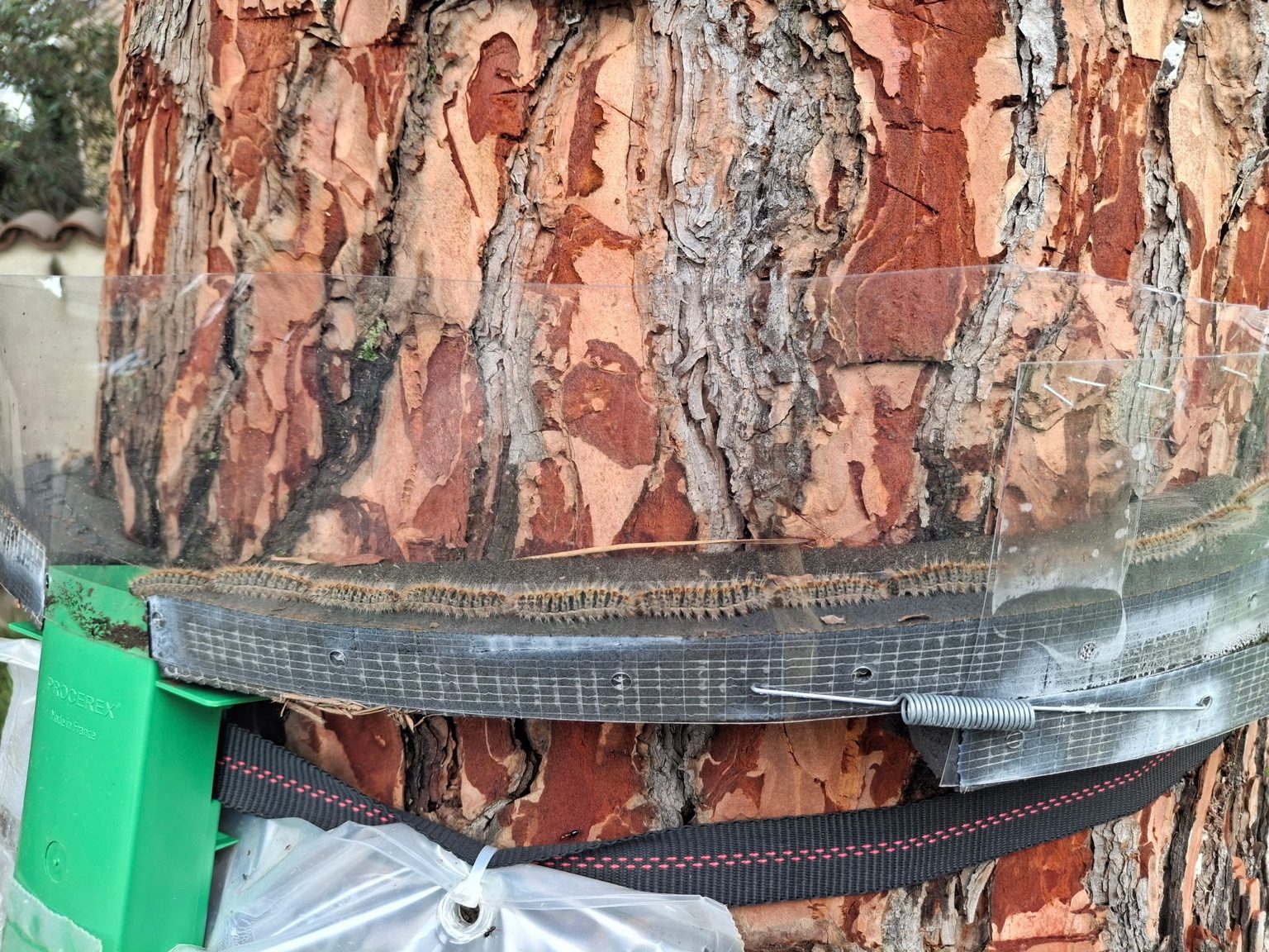 Détail du collier de piégeage fixé au tronc du pin