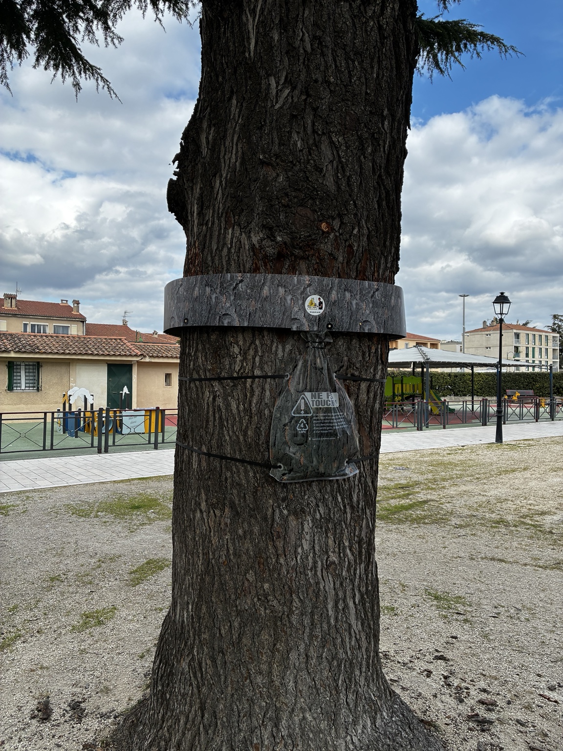 Collier de piégeage et sac collecteur installés autour du tronc d’un pin