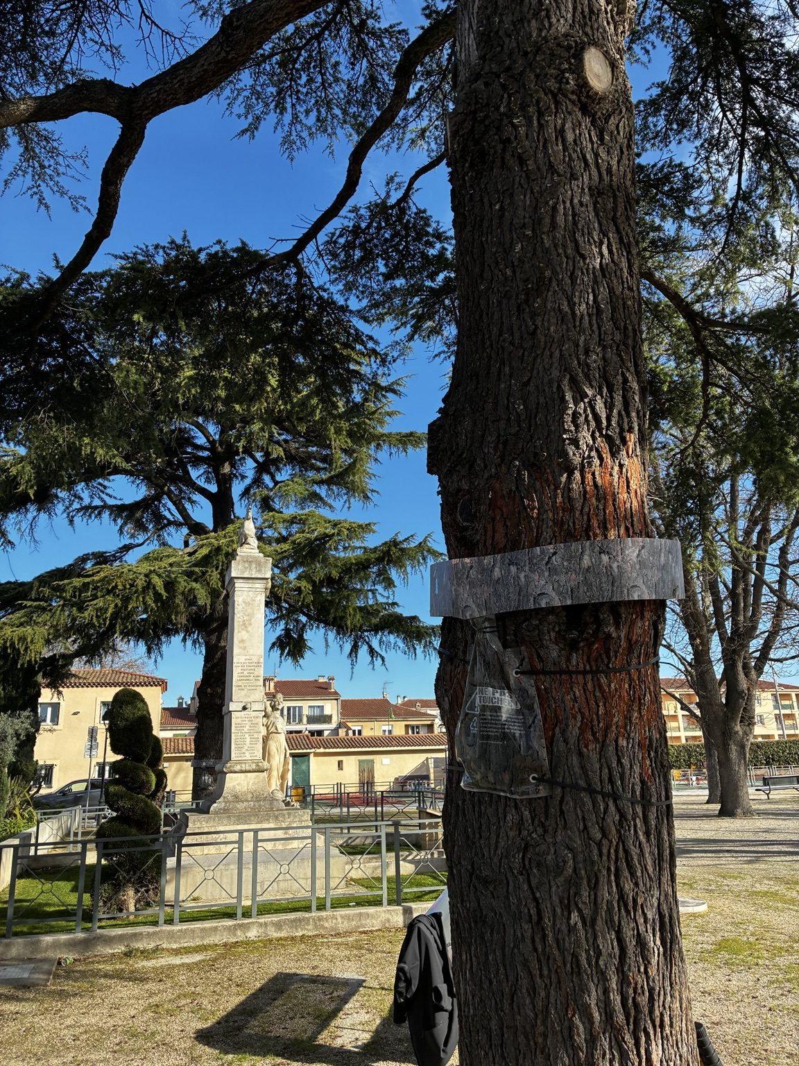 Piège de descente installé sur un pin dans un espace public