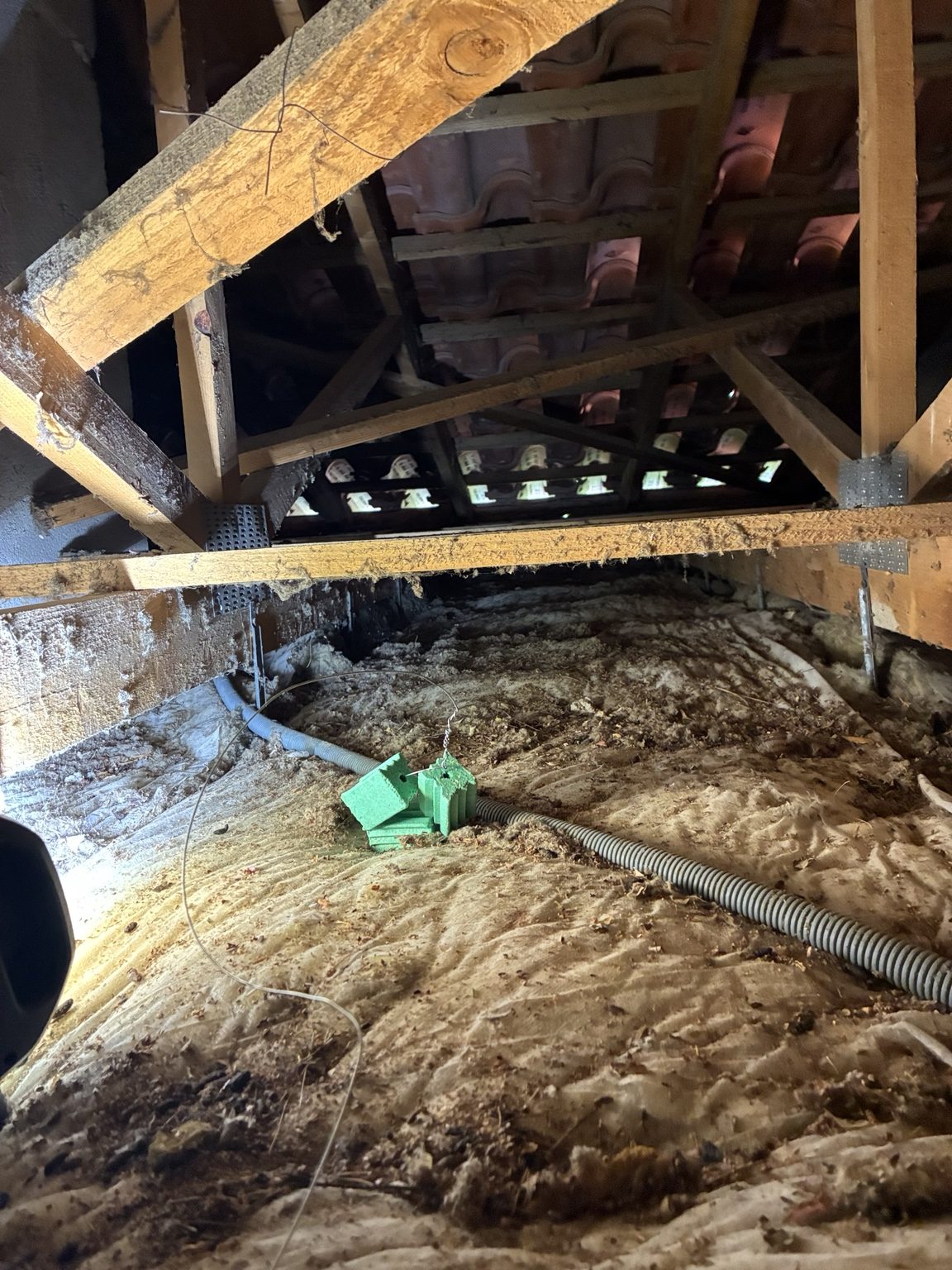 Inspection de combles lors d’une intervention de dératisation