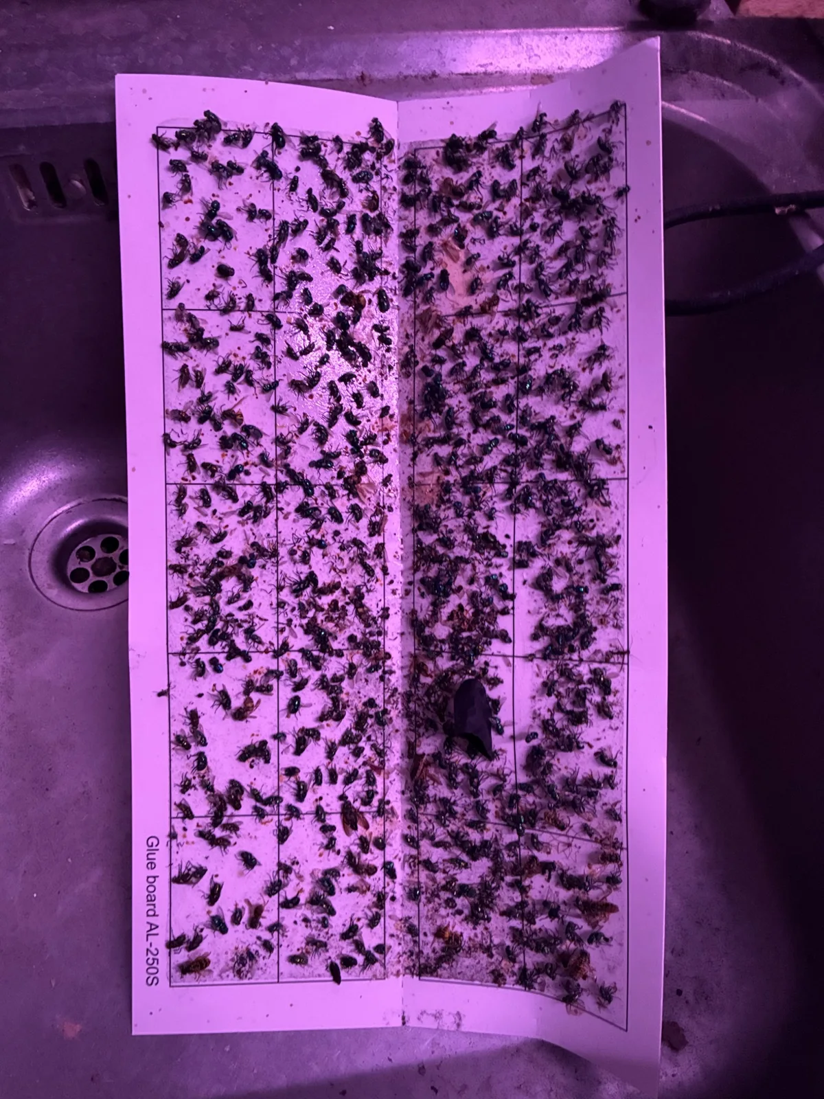 Je relève les captures d’insectes volants pour suivre l’activité.