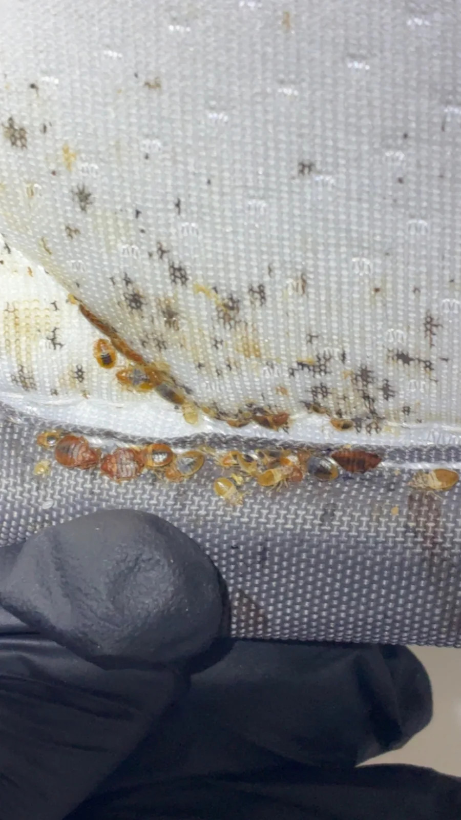 Je distingue les enveloppes de mue et les insectes dans les replis du tissu.