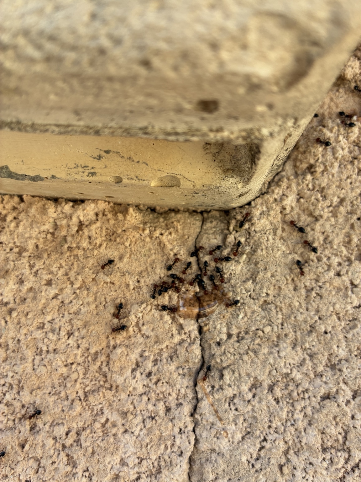 Groupe de fourmis sur un mur crépi