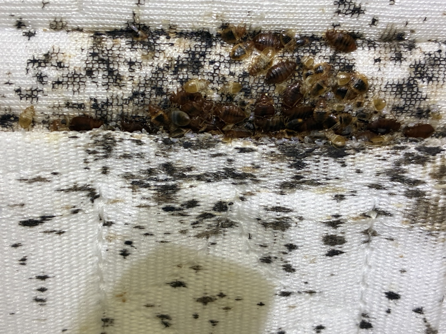 Punaises de lit et traces d’infestation dans la couture d’un matelas